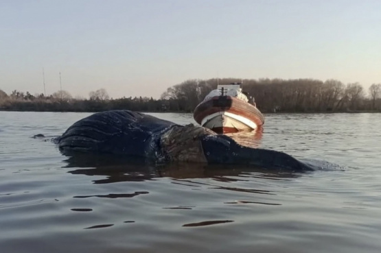 Encontraron otra ballena muerta bajo el puente en Costanera Norte