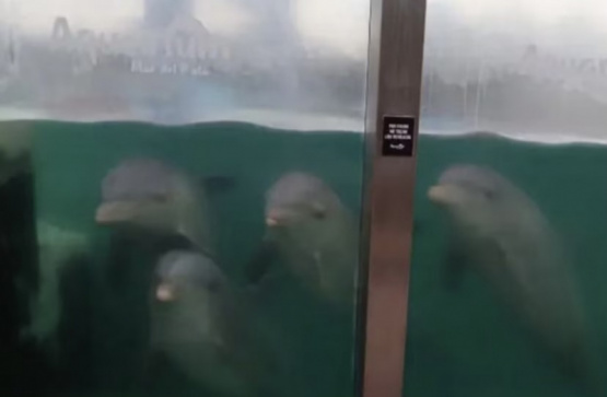 Desestimaron la denuncia por abandono animal contra el Aquarium