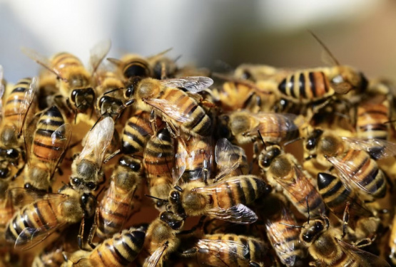 Un hombre murió atacado por un enjambre de abejas