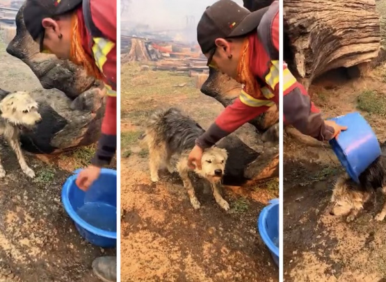 El rescate de un perro encadenado en medio del incendio