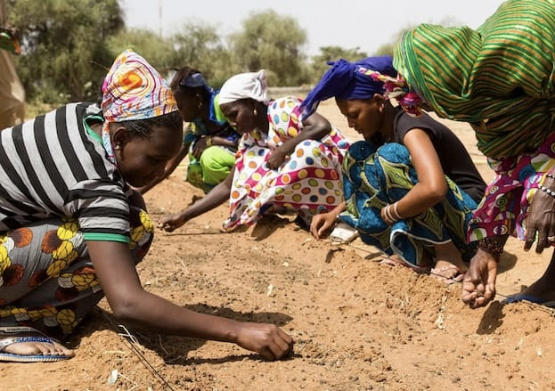 Sahara: En África construyen la muralla más larga del mundo contra el desierto